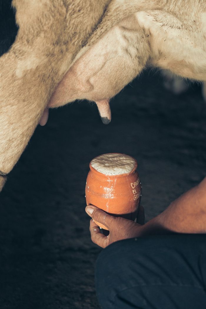 Crafting Captivating Headlines: Your awesome post title goes here A person collects fresh milk in a ceramic cup directly from a cow's udder.
