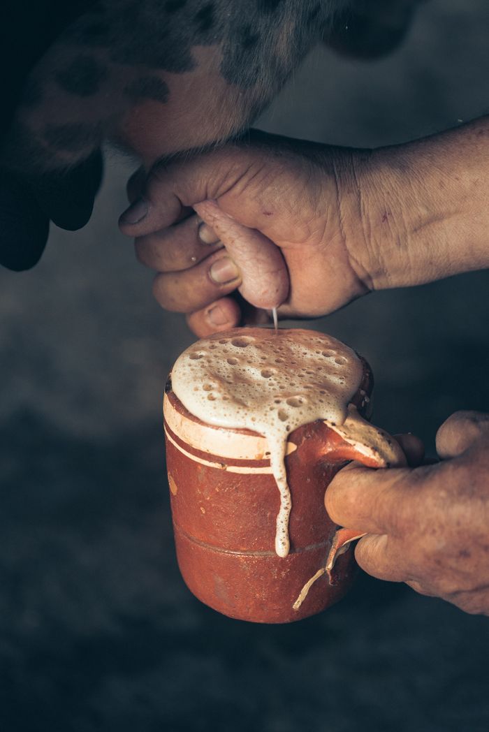 Home Detailed close-up showing hands milking a cow into a frothy mug. Captures traditional farming technique.